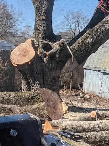 Tree Ninja, Seekonk MA work photo