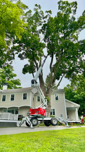 New England Tree Service work photo