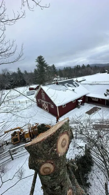 work photo from northeast-treeservice.com