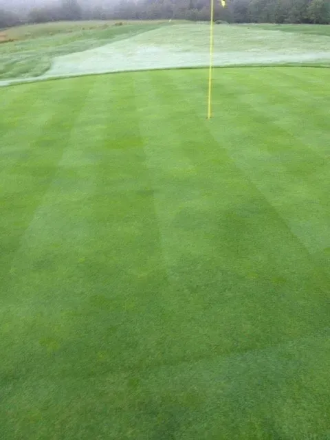 View of a green lawn after maintenance