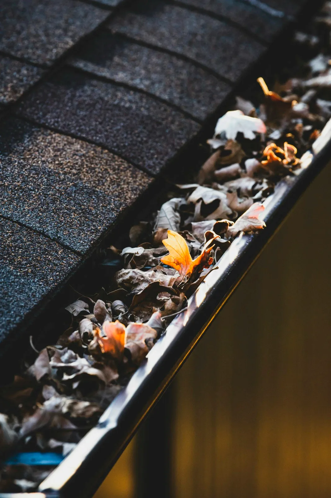 Autumn leaves collected in a gutter with a shingled roof edge visible.