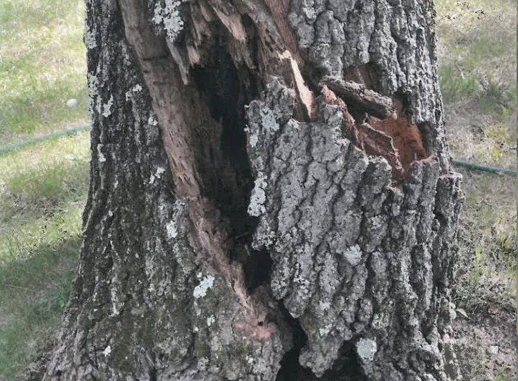 Tree Damage