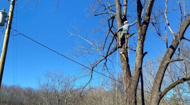 Tree & branch Revomal