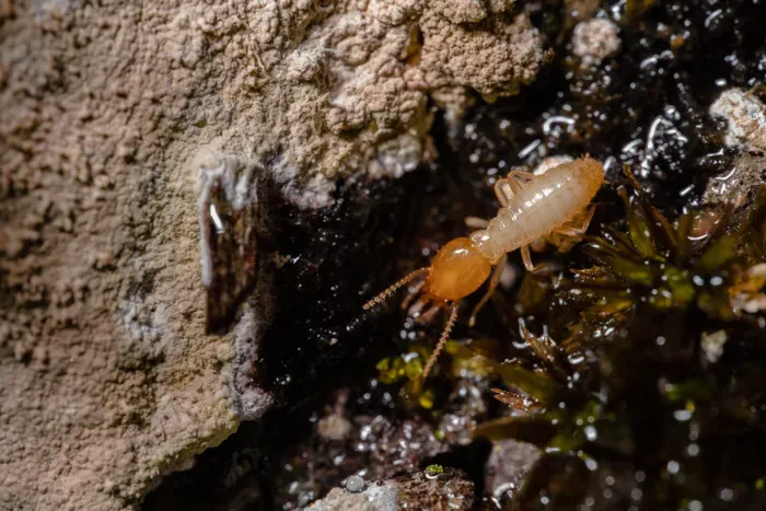 Macro shot of a termite on wood