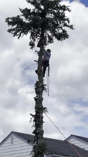 Joe C Tree Services, LLC work photo