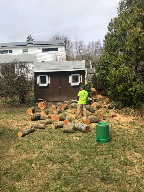 S&E Tree Service LLC work photo