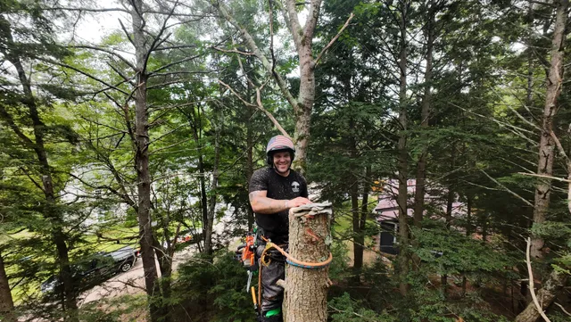American tree service llc work photo