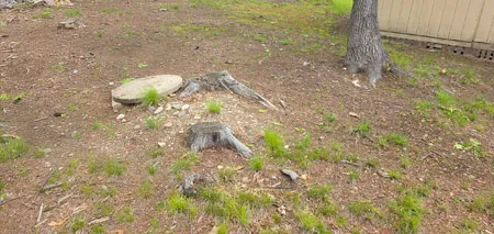 Stump Grinding in Londonderry