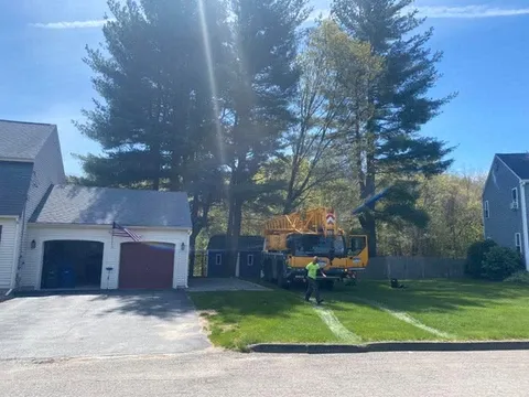work photo from m-mtrees.com
