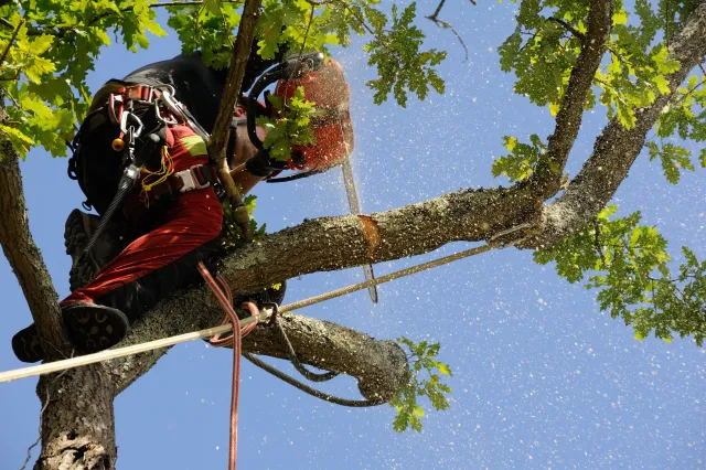Maroctte's Tree Care (C).jpeg