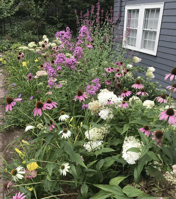 A garden next to a blue house features blooming coneflowers, hydrangeas, and phlox with various colors of pink, white, and purple.