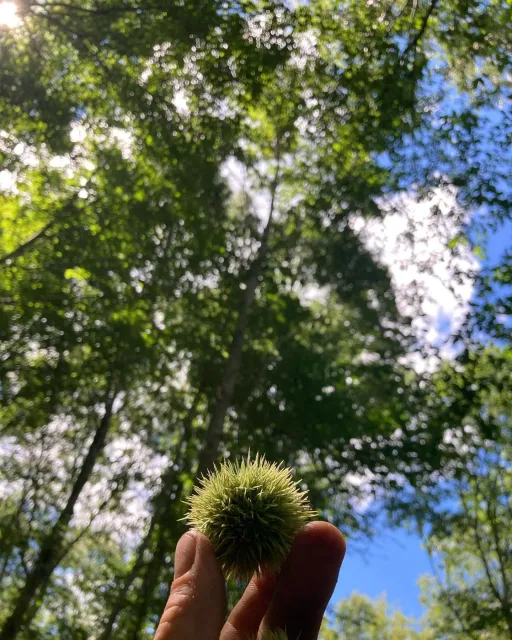 I received a good reminder yesterday from an American Chestnut in our working woodlot: natural resilience is all around us.  The timing seemed well placed, since running a small business leaves one feeling like more than half of everything is constan