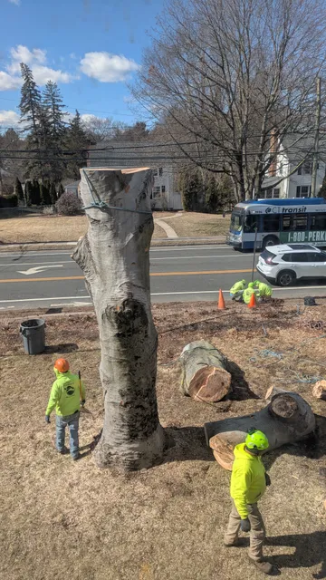 Luna Tree Care LLC work photo