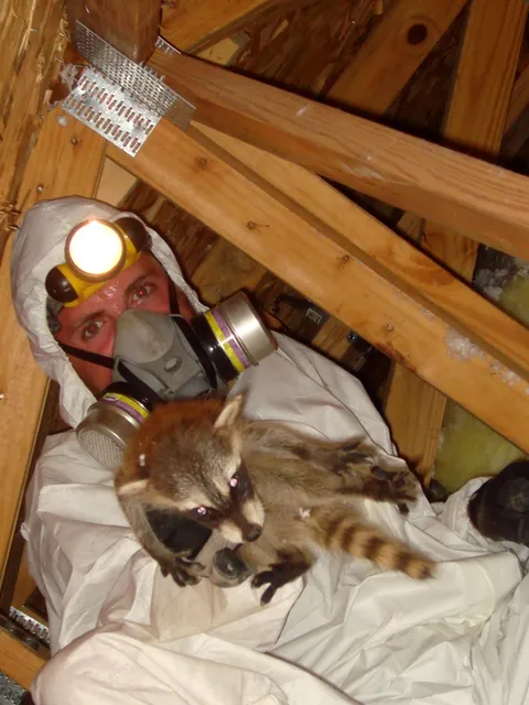 Boston Wildlife Pest Control work photo