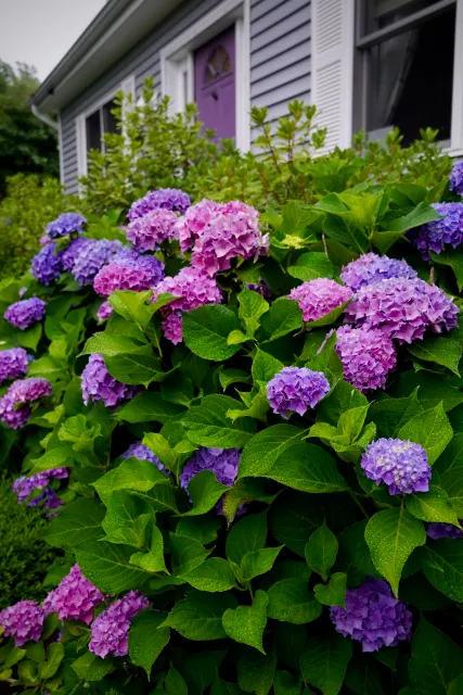A bush of purple and pink hydrangea flowers in front of a house with white shutters and a purple door.