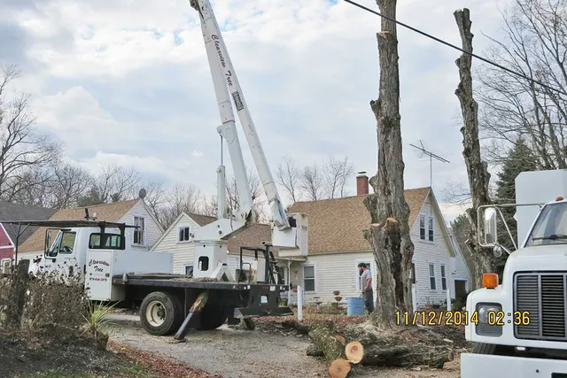 work photo from clearviewtreeserv.com