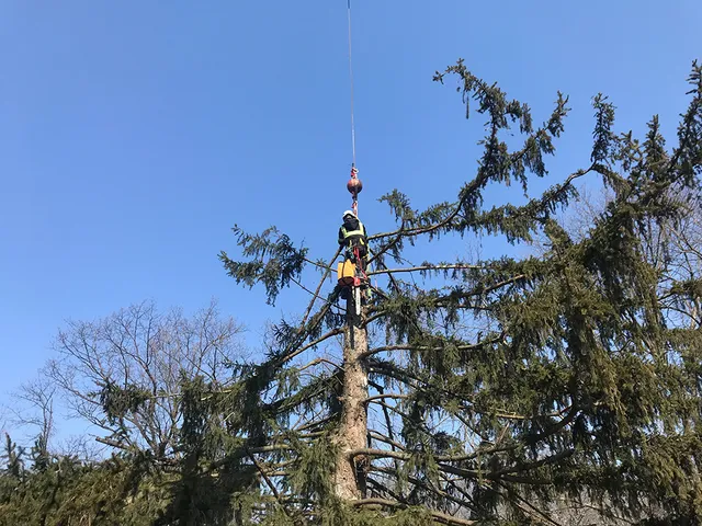 Broad Reach Crane And Tree Service work photo