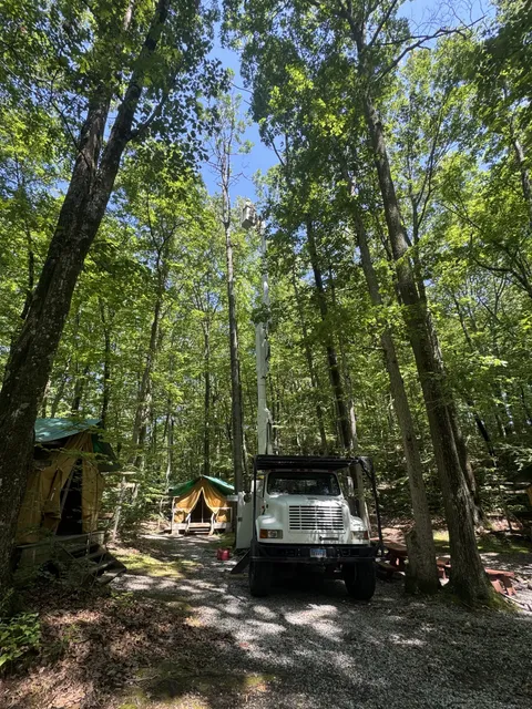 Bucket truck parked on a woodland track beside a small cabin, boom raised into tall surrounding trees