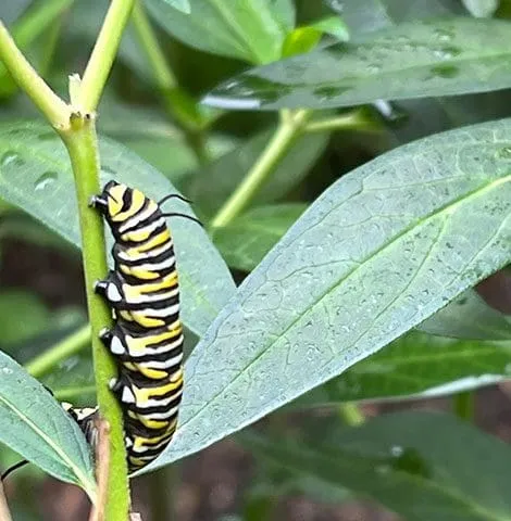 A caterpillar is sitting on the plant stem.