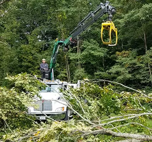 tree services