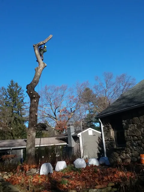 Expert Tree Removal - After