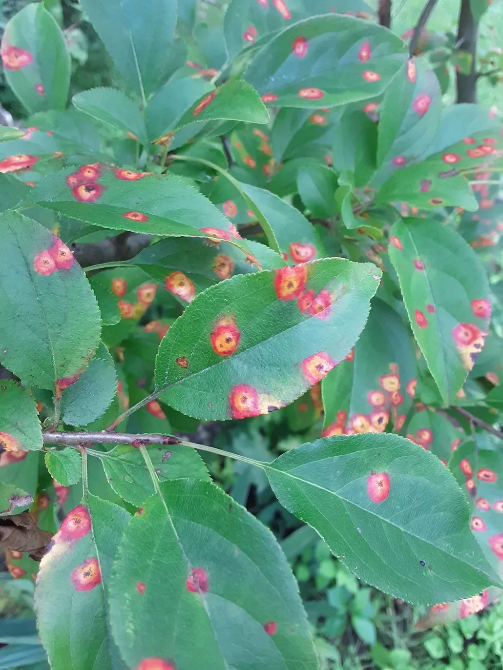 A plant with leaf disease