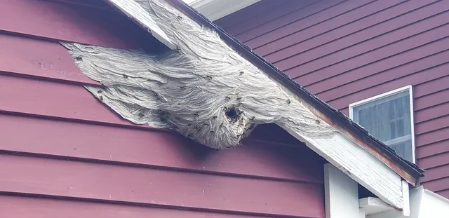 FLORENCE PEST SOLUTIONS work photo