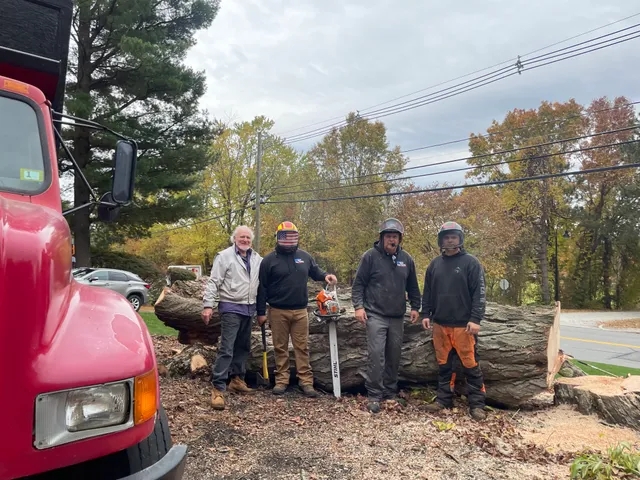 Davis Tree Service work photo