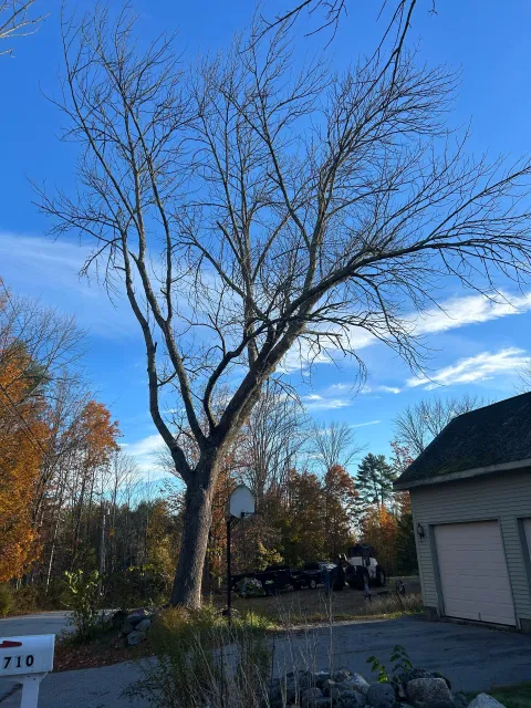 Tall leafless tree in a suburban yard beside a house under a blue sky