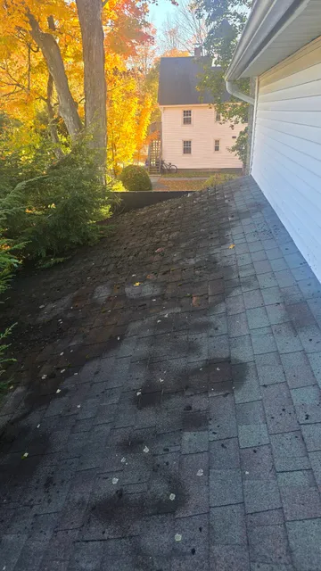 Moss spreading across roof near trees