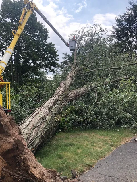 Tops Tree Service work photo