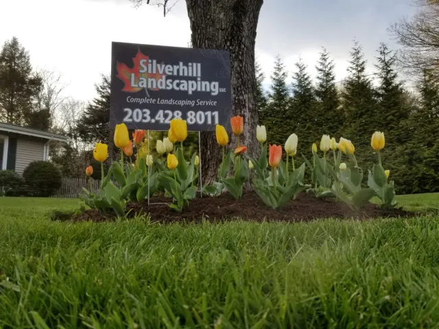 Tulips blooming in spring
