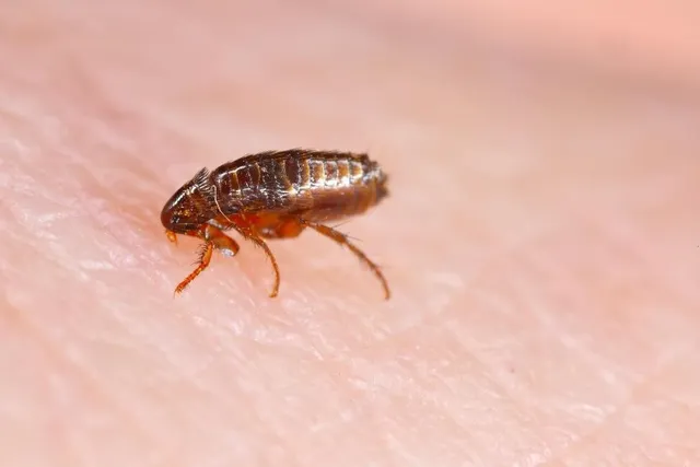 Flea control and treatment for homes with pets