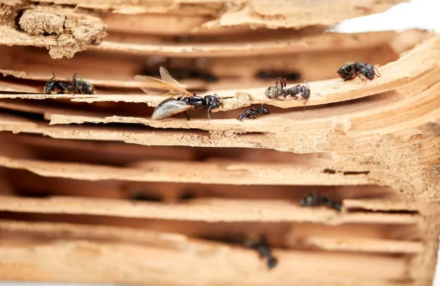 work photo from nutechpest.com