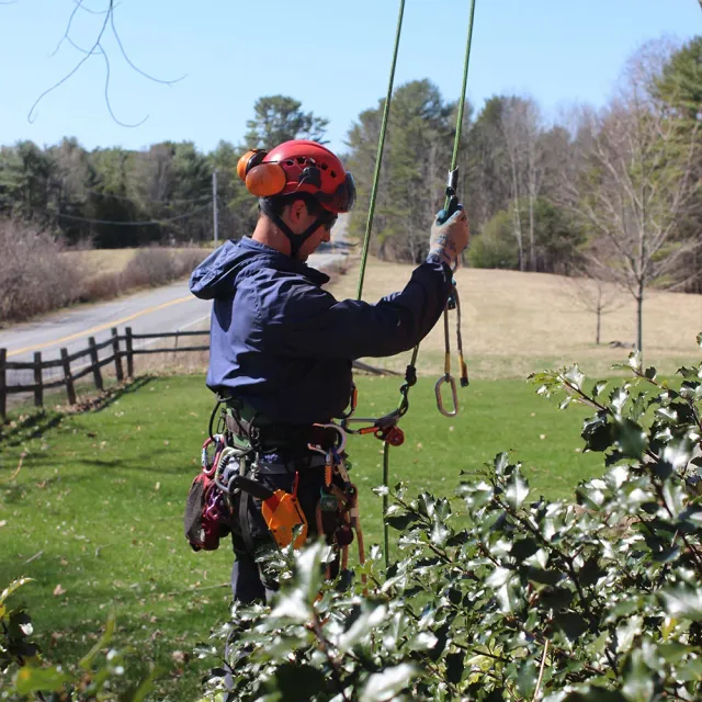 Fagan Tree Service work photo