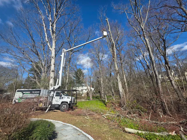 Jose Salinias Tree Service LLC work photo