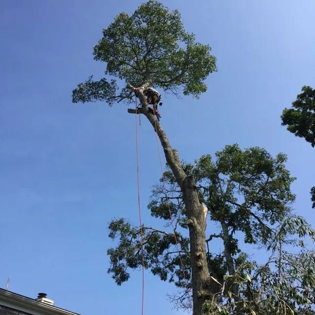 work photo from capecodyardservice.com