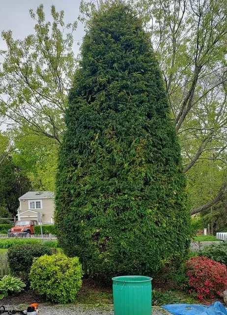 Tree Pruning