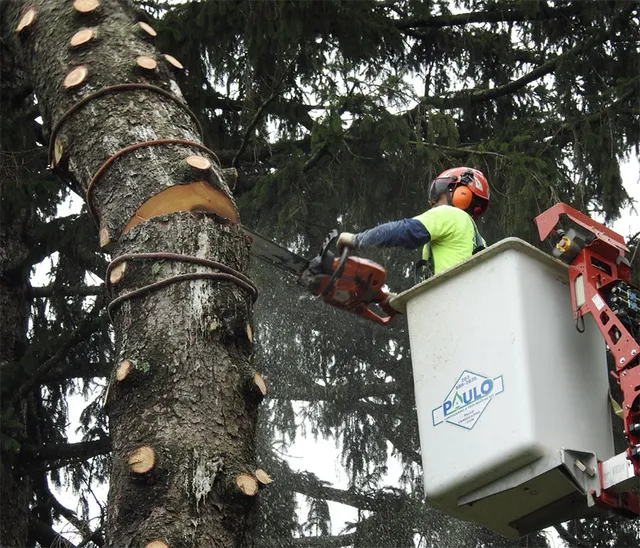 Cutting tree in bucket truck