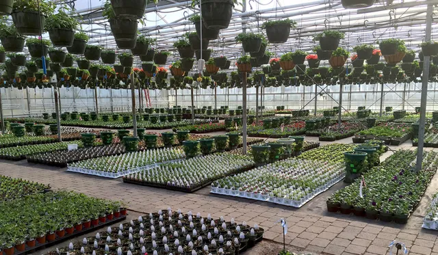 work photo from spillanesnursery.com
