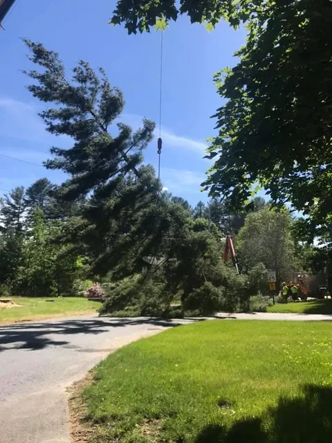 work photo from m-mtrees.com