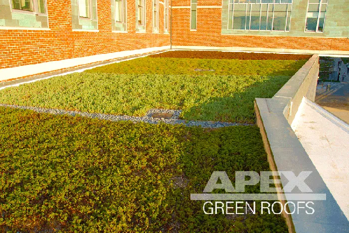Apex Green Roofs researched project photo