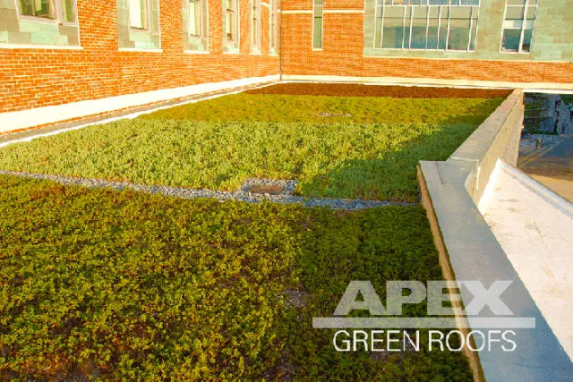 Apex Green Roofs researched project photo