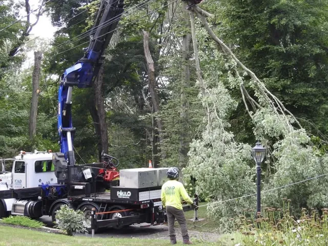 emergency-tree-removal