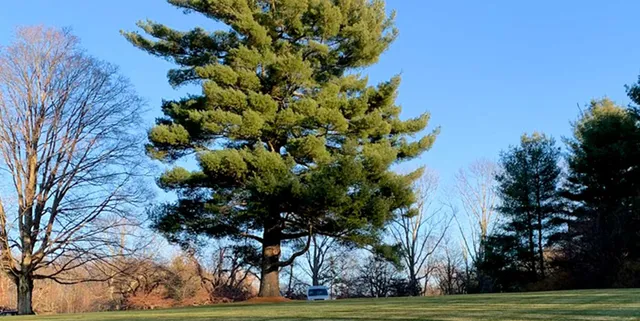 Deer Island Landscaping and Lawn Mowing Services