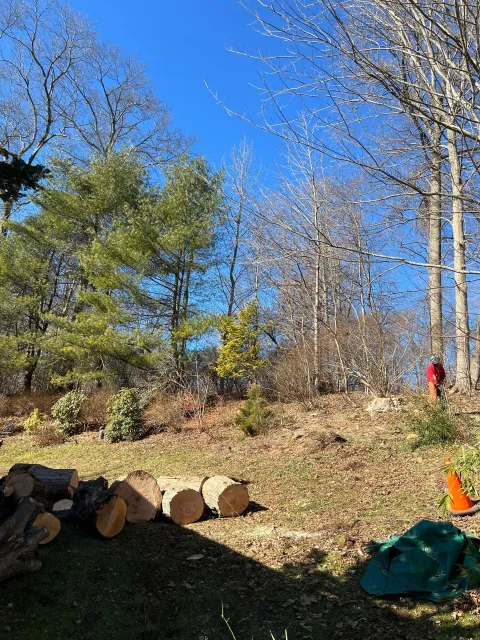 Logs on a grassy hill with trees; a person in orange works at right under a blue sky.