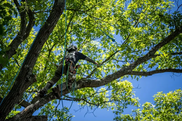 Spear Bro's Tree Service work photo