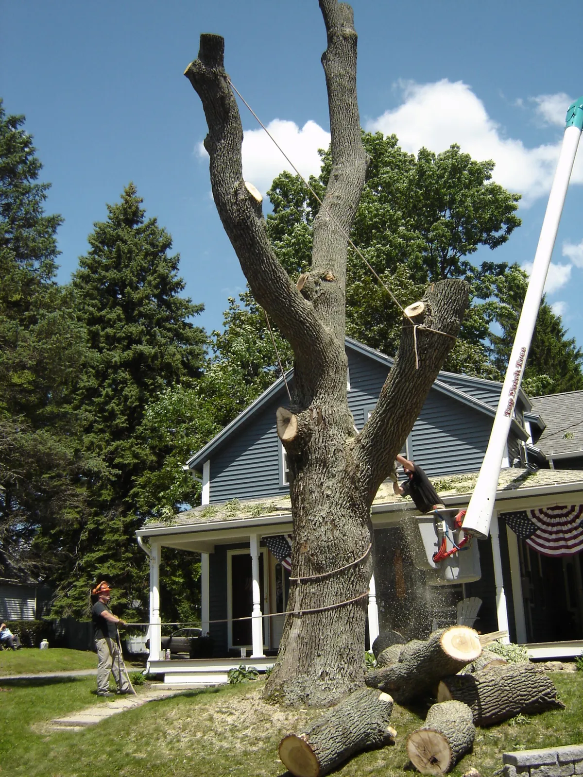A tree that has been cut down and is being worked on.