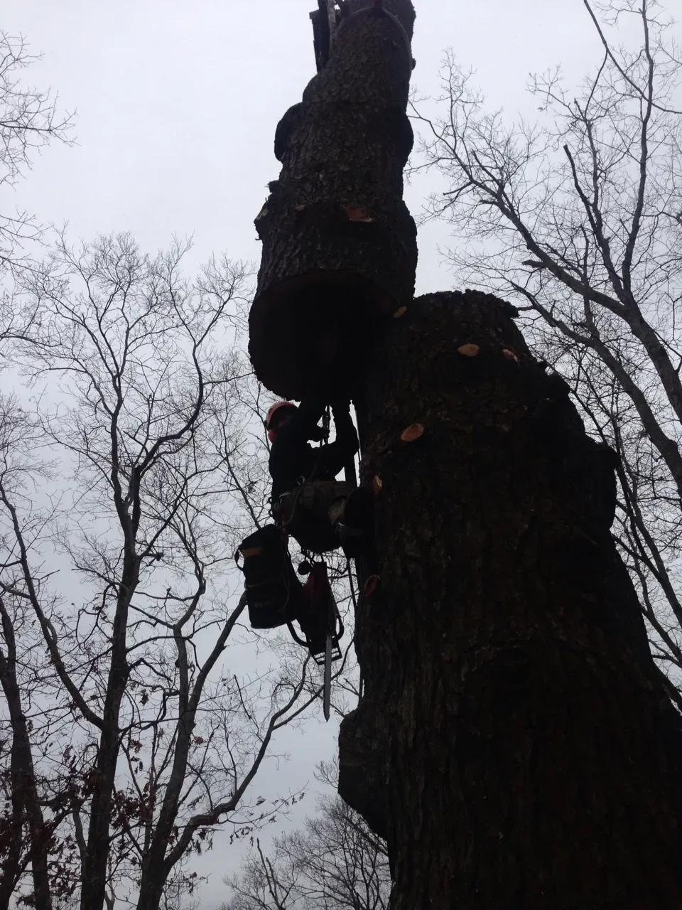 Tree removal