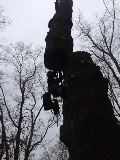 Tree removal